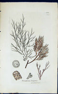 Old Print Polysiphonia Elongata 1847 British Plants Sowerby Smith Colour 19th