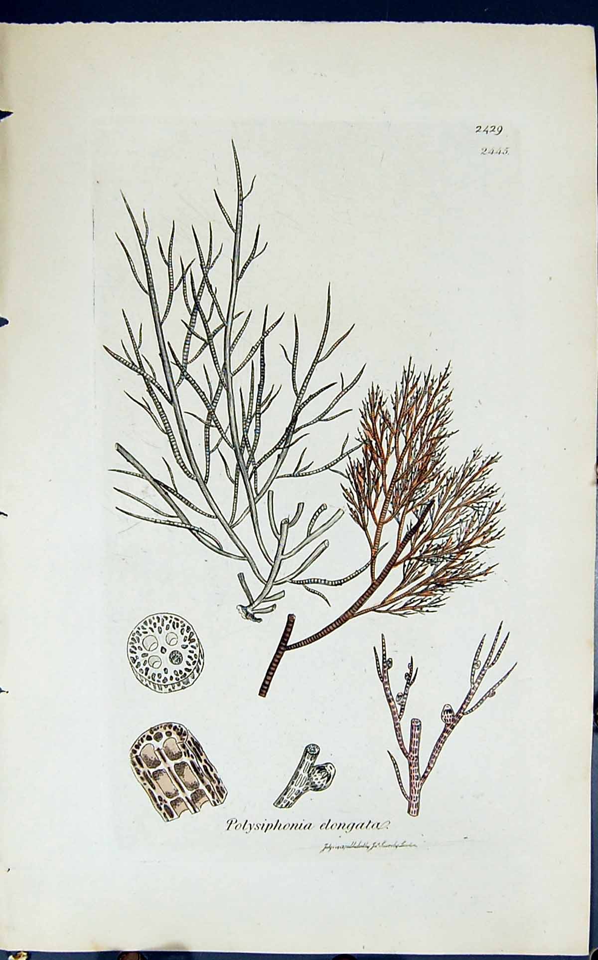 Old Print Polysiphonia Elongata 1847 British Plants Sowerby Smith Colour 19th