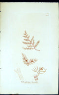 Antique Old Print Oplysiphonia Byssoides 1847 British Plants Sowerby Smith 19th