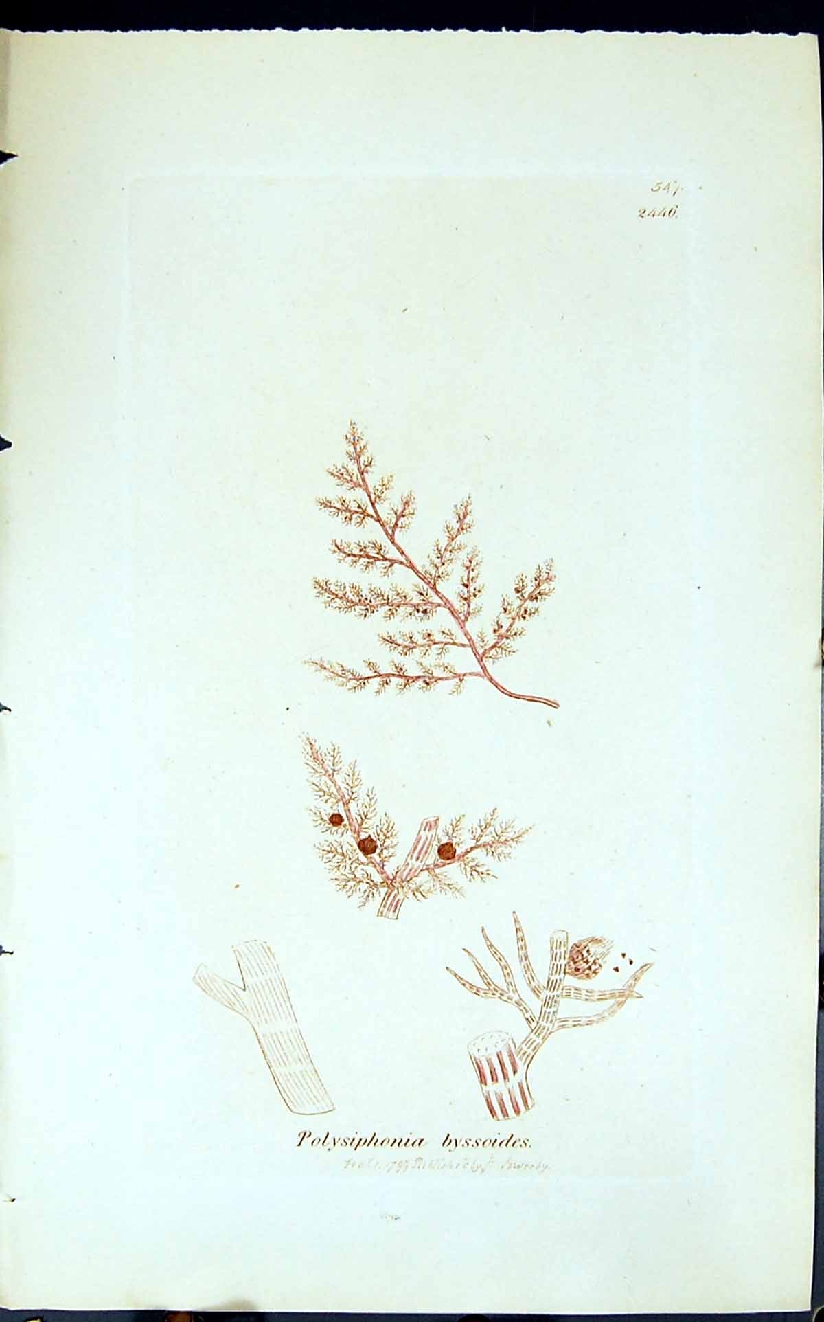 Antique Old Print Oplysiphonia Byssoides 1847 British Plants Sowerby Smith 19th