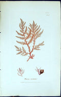 Old Antique Print Dasya Coccinea 1847 British Plants Sowerby Smith Colour 19th