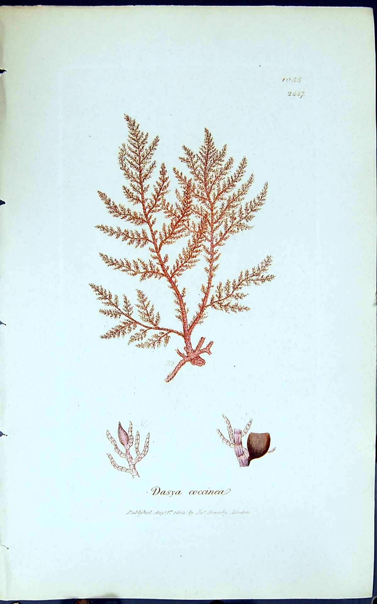 Old Antique Print Dasya Coccinea 1847 British Plants Sowerby Smith Colour 19th