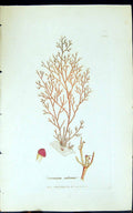 Antique Old Print Ceramium Rubrum 1847 British Plants Sowerby Smith Colour 19th