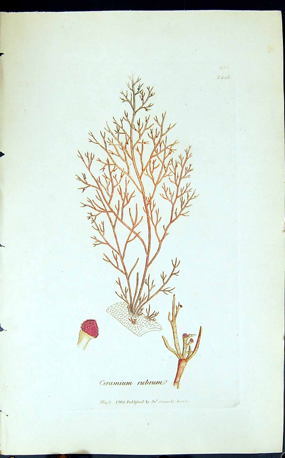 Antique Old Print Ceramium Rubrum 1847 British Plants Sowerby Smith Colour 19th