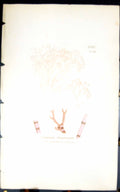 Antique Old Print Ceranium Diaphanum 1847 British Plants Sowerby Smith Colour