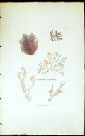 Antique Old Print Ceranium Ciliatum 1847 British Plants Sowerby Smith Colour