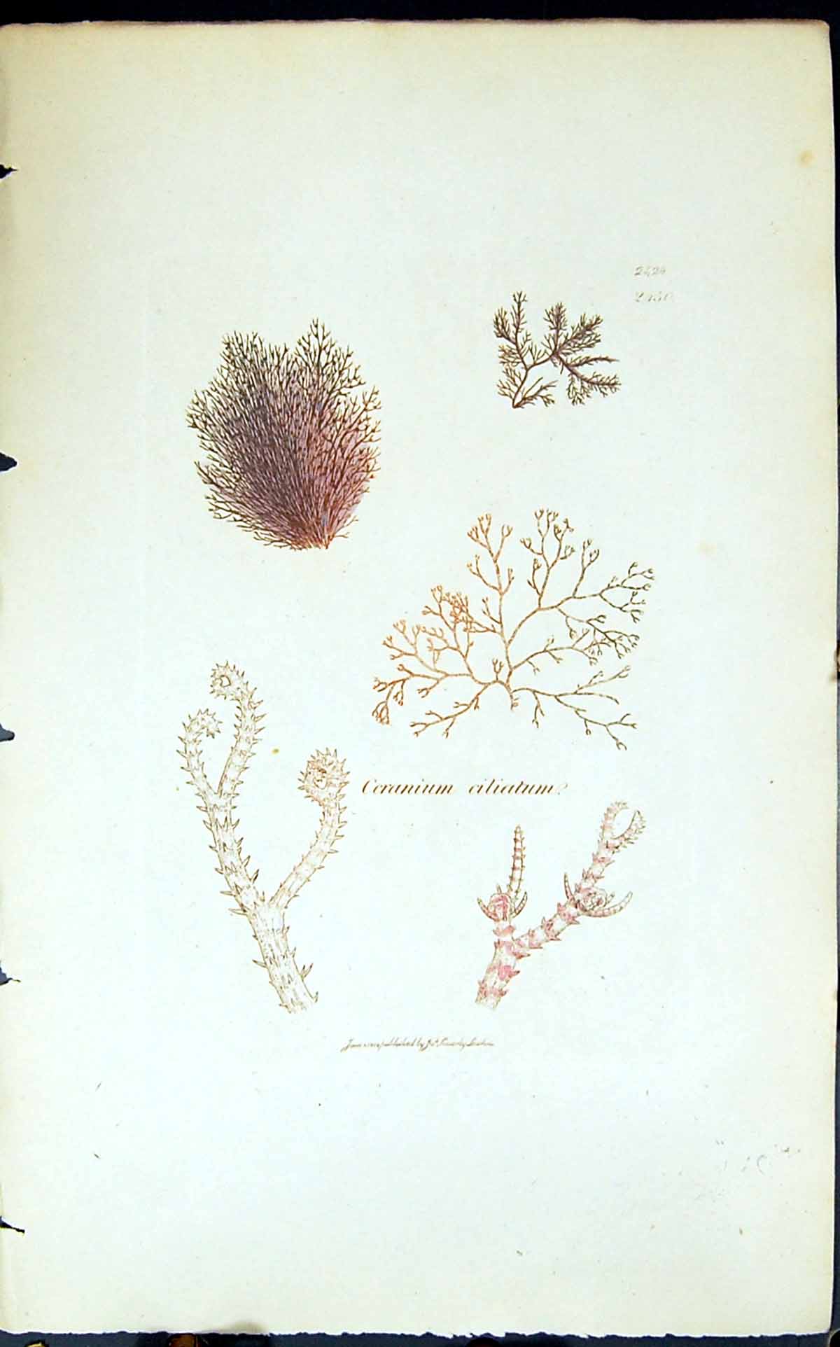 Antique Old Print Ceranium Ciliatum 1847 British Plants Sowerby Smith Colour