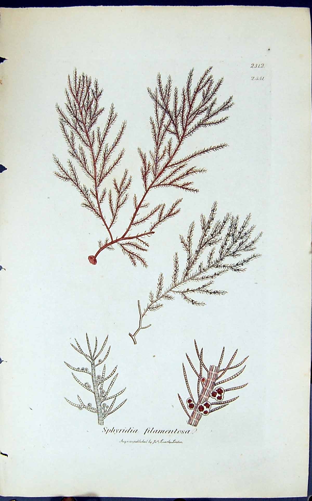 Old Print Sphyridia Filamentesa 1847 British Plants Sowerby Smith Colour 19th