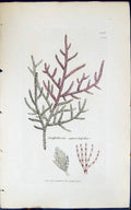 Antique Print Griffithsioe Equisetifolia 1847 British Plants Sowerby Smith 19th