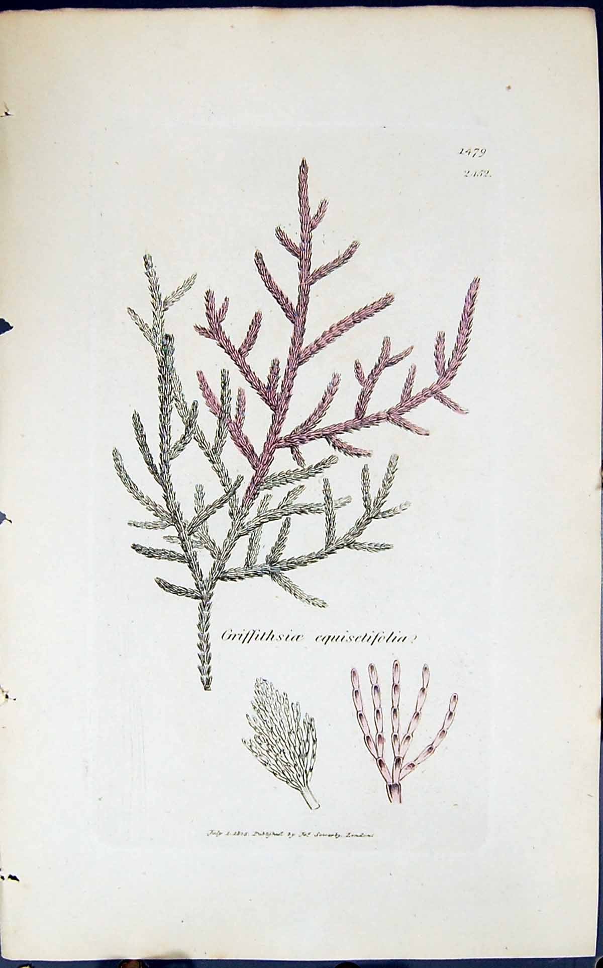 Antique Print Griffithsioe Equisetifolia 1847 British Plants Sowerby Smith 19th