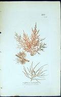 Antique Old Print Griffithsioe Multifida 1847 British Plants Sowerby Smith 19th