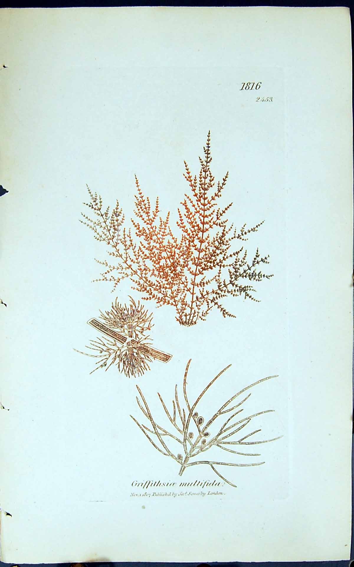 Antique Old Print Griffithsioe Multifida 1847 British Plants Sowerby Smith 19th