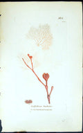 Antique Print Griffithsioe Barbata 1847 British Plants Sowerby Smith Colour