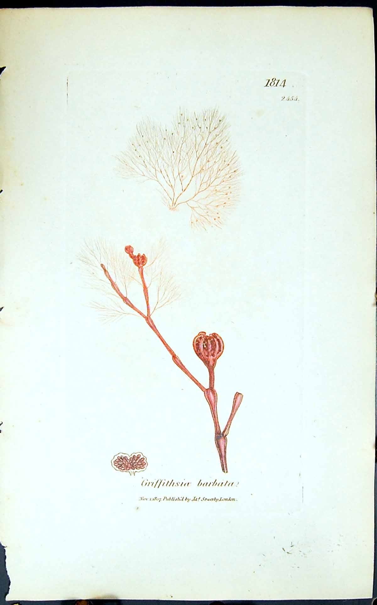 Antique Print Griffithsioe Barbata 1847 British Plants Sowerby Smith Colour