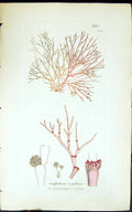 Antique Old Print Griffithsioe Corallina 1847 British Plants Sowerby Smith 19th