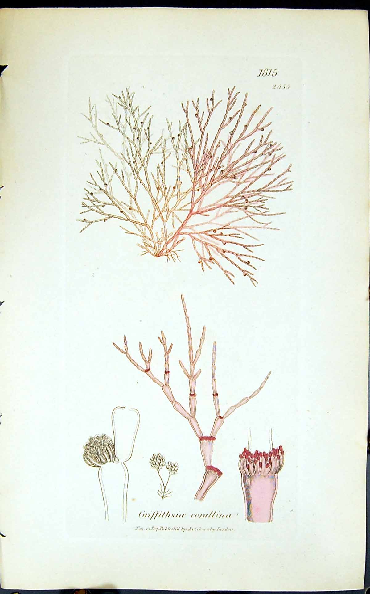 Antique Old Print Griffithsioe Corallina 1847 British Plants Sowerby Smith 19th