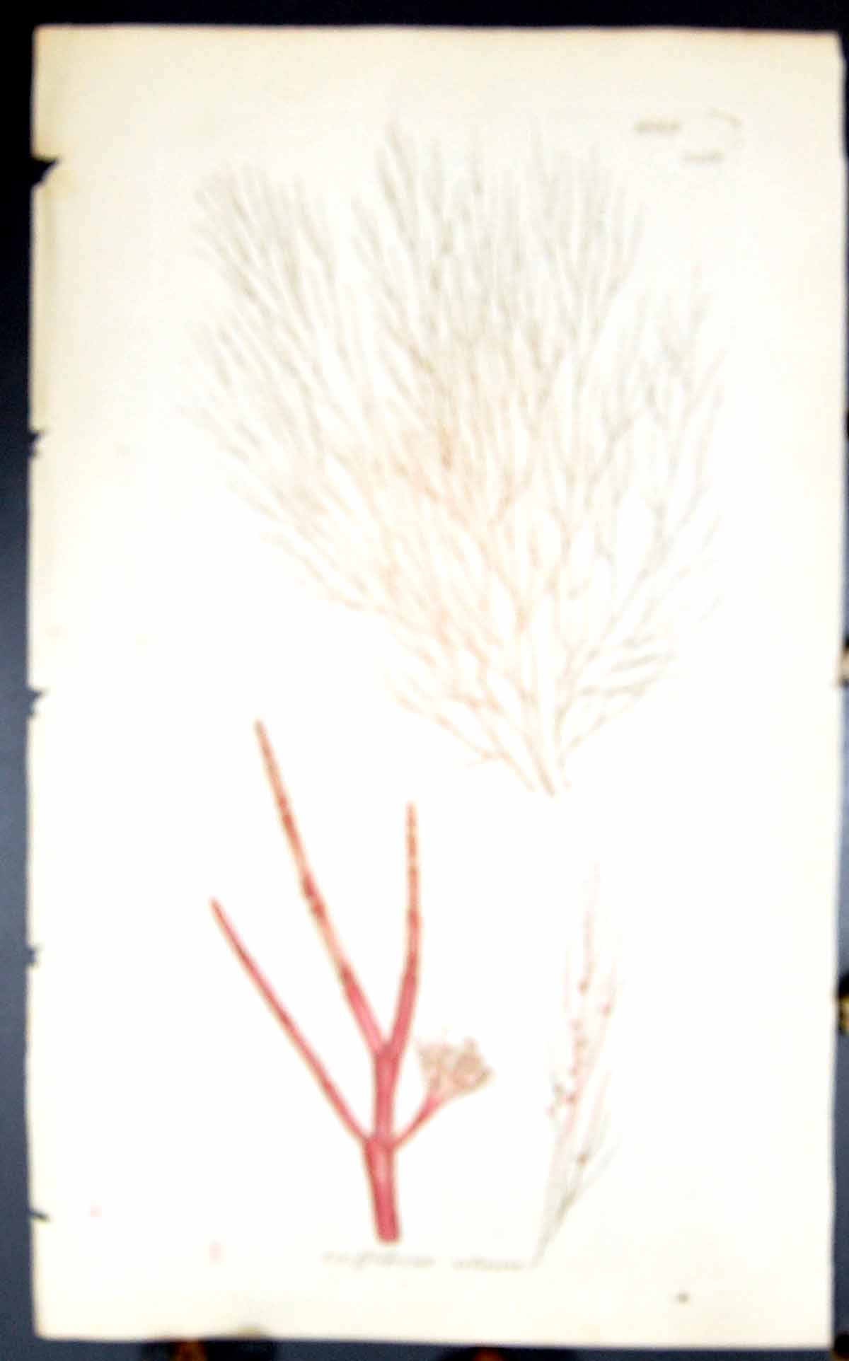Antique Print Griffithsioe Setacea 1847 British Plants Sowerby Smith Colour
