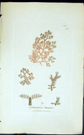 Antique Print 1847 British Plants Sowerby Smith Colour Calithamnion Plumula