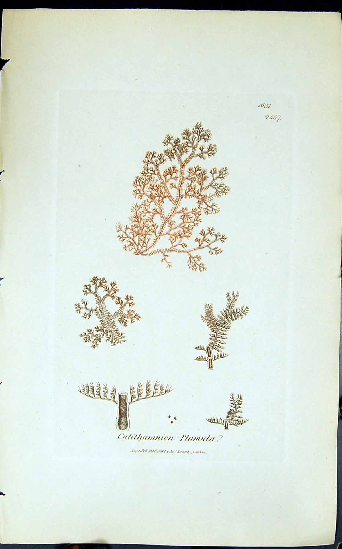 Antique Print 1847 British Plants Sowerby Smith Colour Calithamnion Plumula
