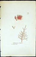 Antique Print Calithamnion Turneri 1847 British Plants Sowerby Smith Colour