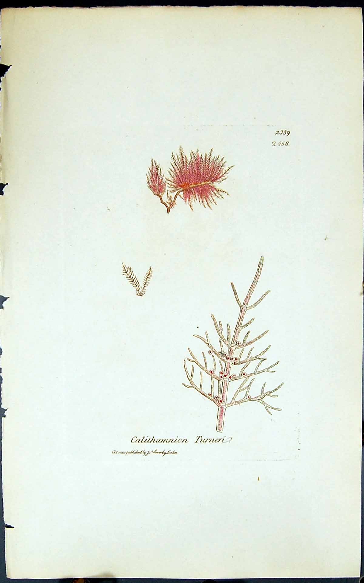 Antique Print Calithamnion Turneri 1847 British Plants Sowerby Smith Colour