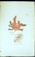 Antique Old Print Claithamnion Arbuscula 1847 British Plants Sowerby Smith 19th