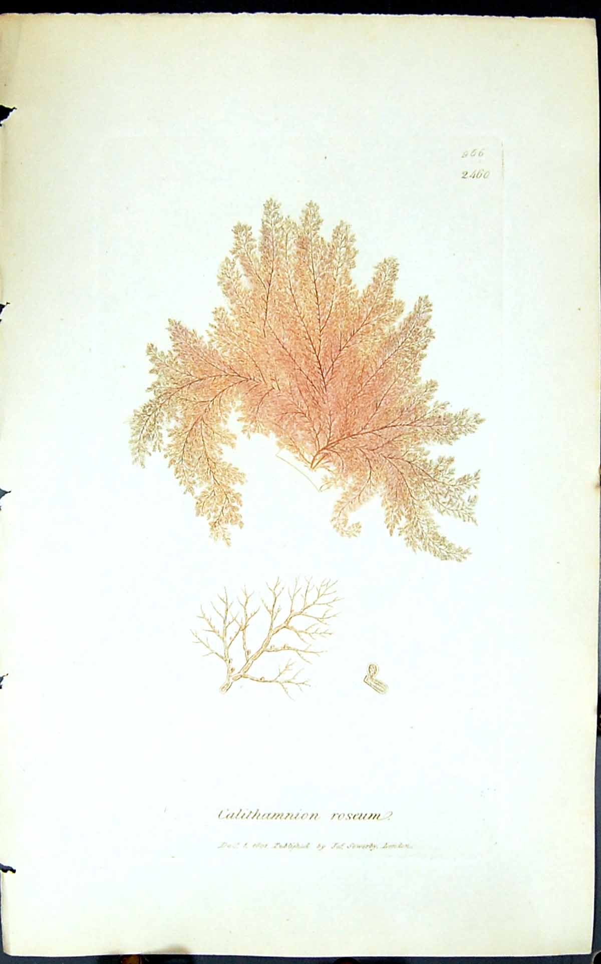 Antique Print Calithamnion Roseum 1847 British Plants Sowerby Smith Colour 19th