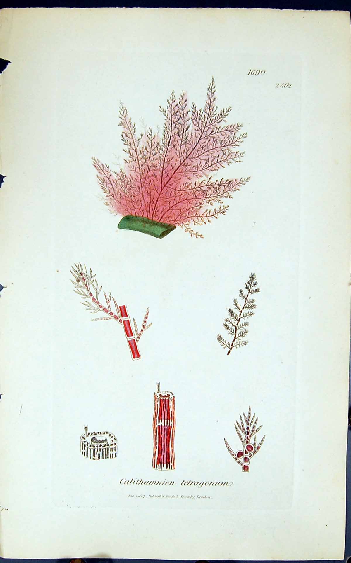Antique Old Print Calithamnion Tetragonum 1847 British Plants Sowerby Smith