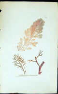 Antique Old Print Calithamnion Purpurasoens 1847 British Plants Sowerby Smith