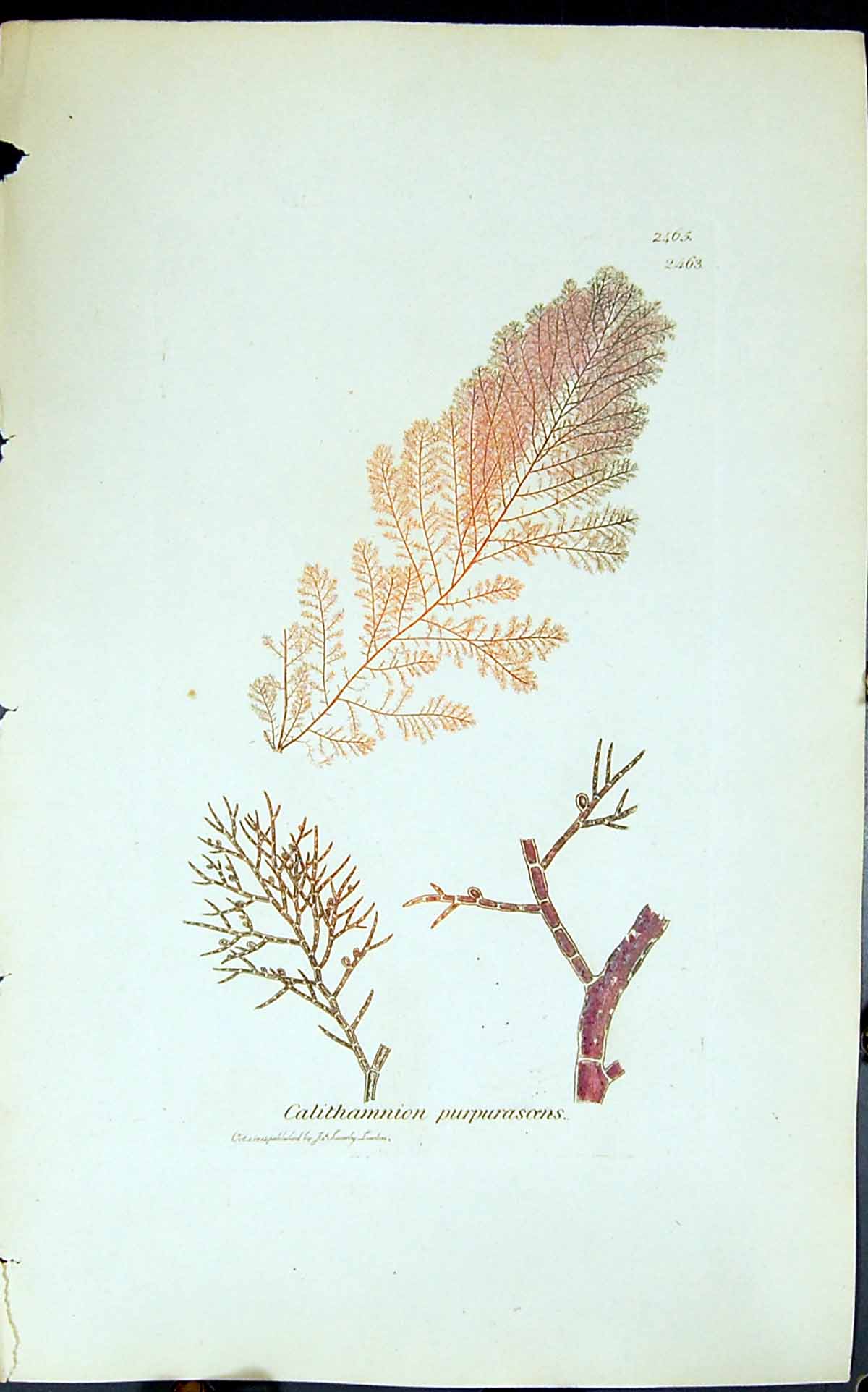 Antique Old Print Calithamnion Purpurasoens 1847 British Plants Sowerby Smith