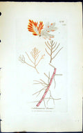 Antique Print Calithamnion Borreri 1847 British Plants Sowerby Smith Colour