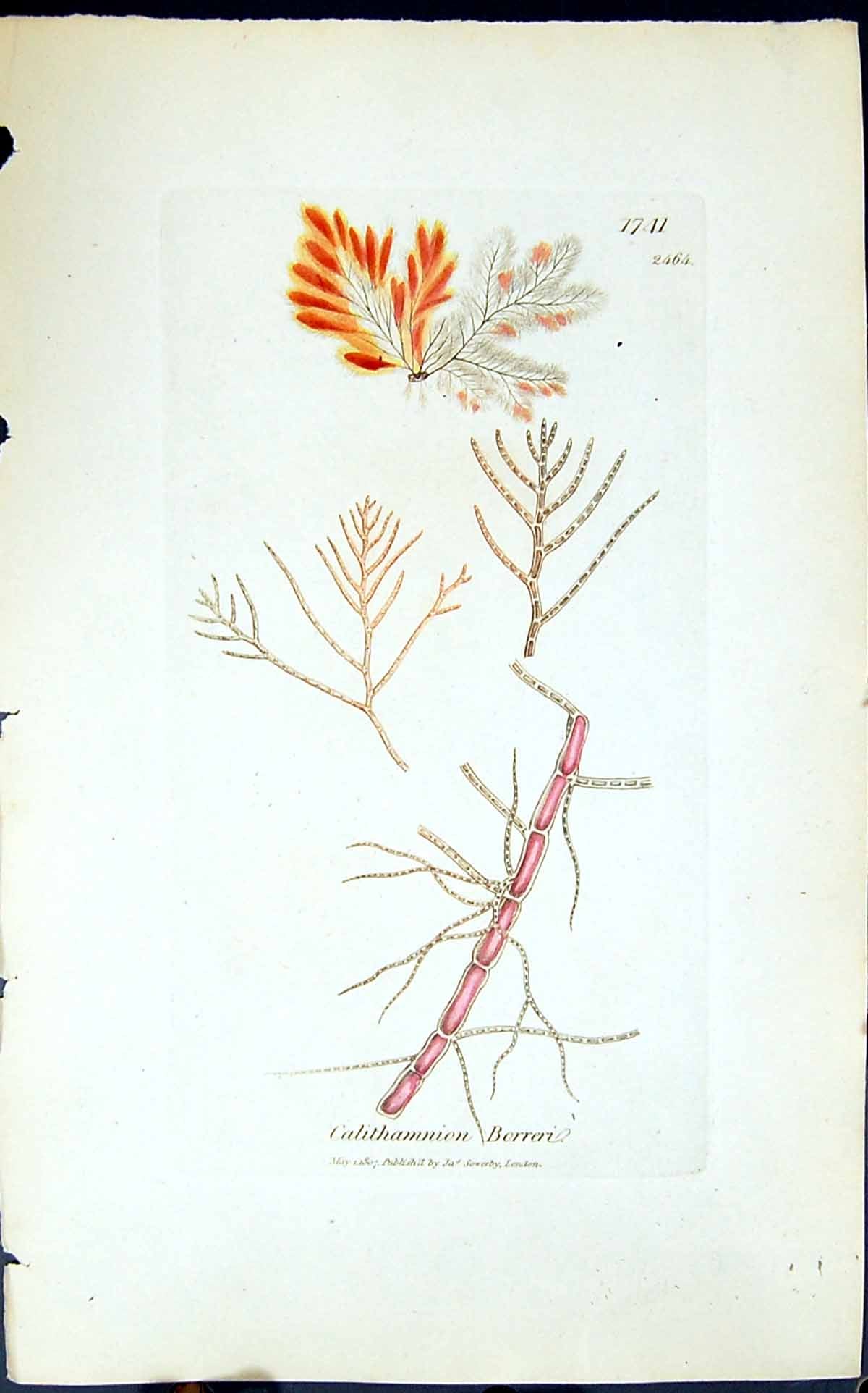 Antique Print Calithamnion Borreri 1847 British Plants Sowerby Smith Colour
