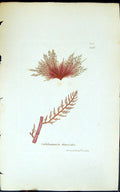 Antique Old Print Calithamnion Thuyoides 1847 British Plants Sowerby Smith 19th