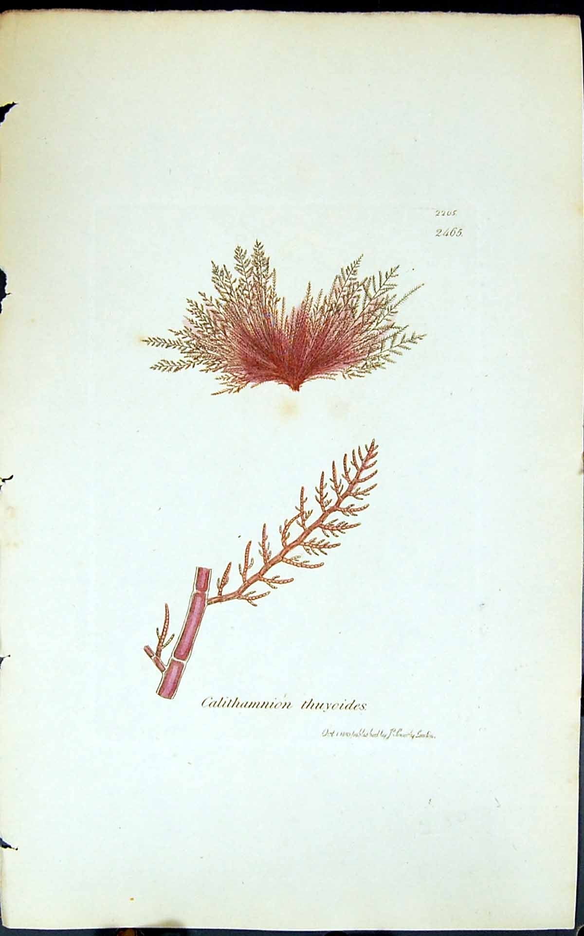 Antique Old Print Calithamnion Thuyoides 1847 British Plants Sowerby Smith 19th