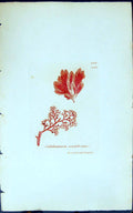 Antique Old Print Calithamnion Corymbosum 1847 British Plants Sowerby Smith