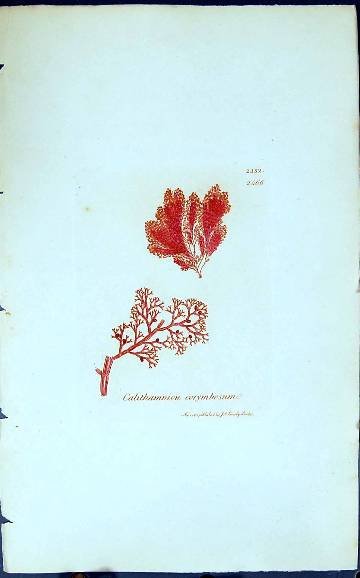 Antique Old Print Calithamnion Corymbosum 1847 British Plants Sowerby Smith
