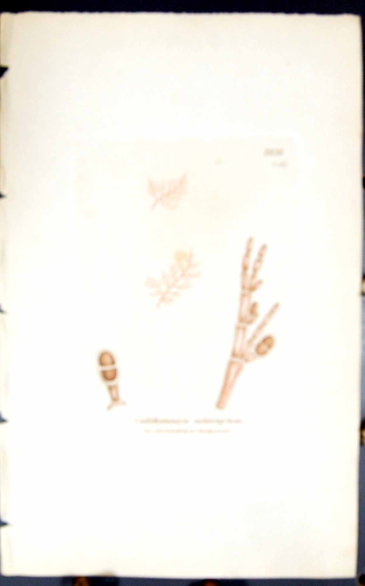 Antique Old Print Calithamnion Interruptum 1847 British Plants Sowerby Smith