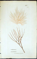 Antique Old Print Calithamnion Pedicellatum 1847 British Plants Sowerby Smith