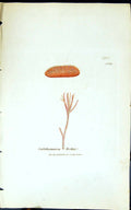 Antique Print Calithamnion Rothii 1847 British Plants Sowerby Smith Colour 19th