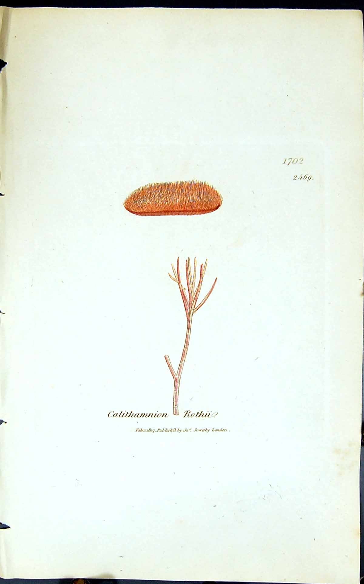 Antique Print Calithamnion Rothii 1847 British Plants Sowerby Smith Colour 19th