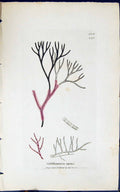 Antique Print Calithamnion Repens 1847 British Plants Sowerby Smith Colour 19th