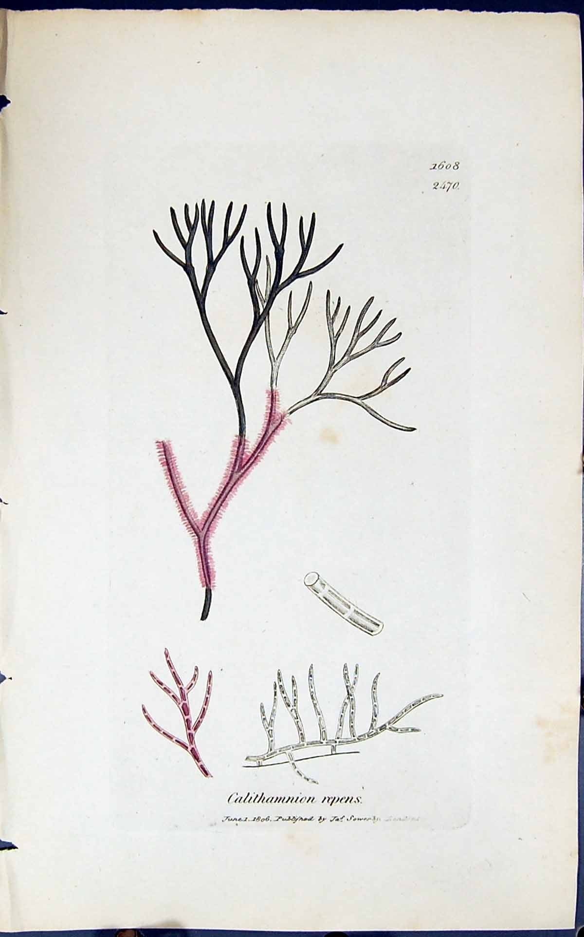 Antique Print Calithamnion Repens 1847 British Plants Sowerby Smith Colour 19th