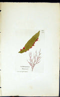 Old Print Calithamnion Daviesii 1847 British Plants Sowerby Smith Colour 19th