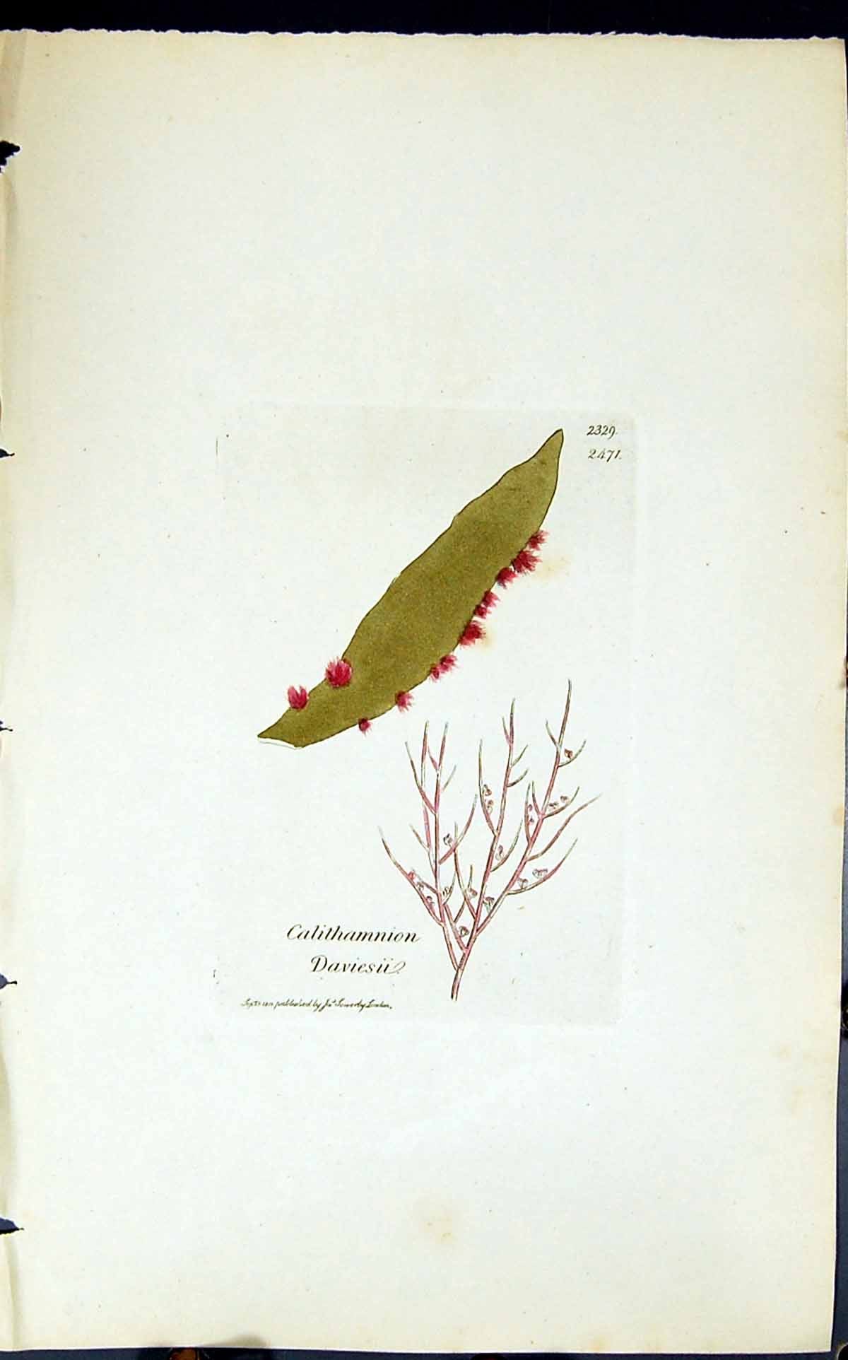Old Print Calithamnion Daviesii 1847 British Plants Sowerby Smith Colour 19th