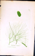 Antique Print Bulbochoe Seltigera 1847 British Plants Sowerby Smith Colour 19th