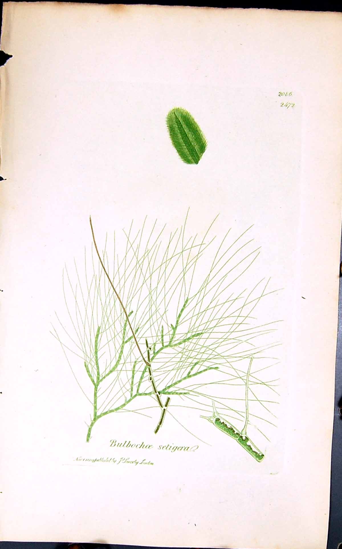Antique Print Bulbochoe Seltigera 1847 British Plants Sowerby Smith Colour 19th