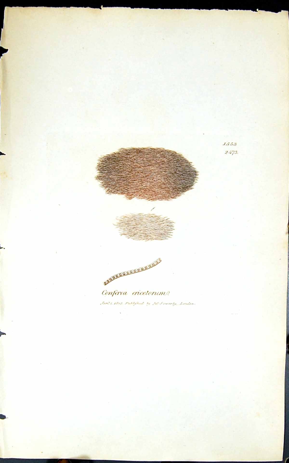 Antique Print Conferva Ericetorum 1847 British Plants Sowerby Smith Colour 19th