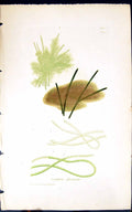 Antique Old Print Conferva Floccosa 1847 British Plants Sowerby Smith Colour