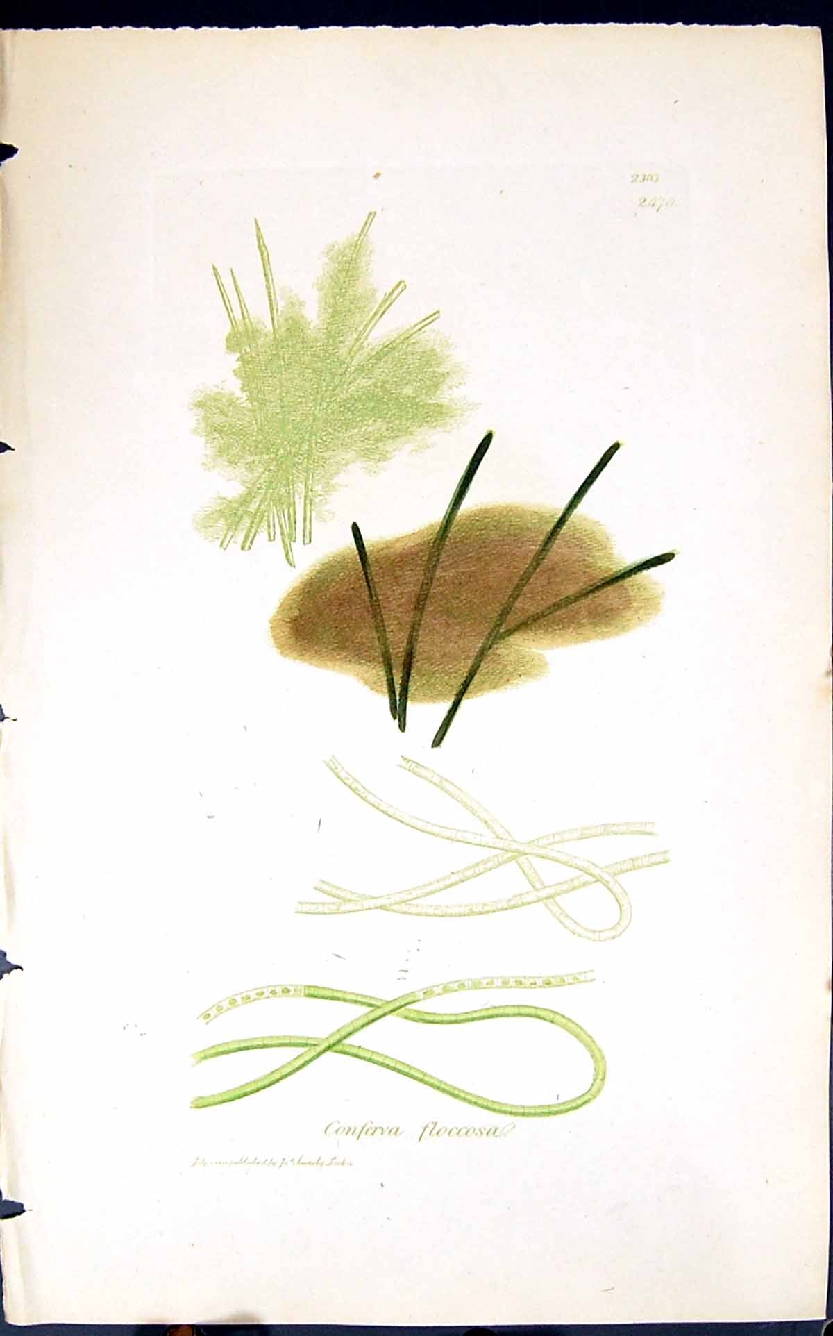 Antique Old Print Conferva Floccosa 1847 British Plants Sowerby Smith Colour