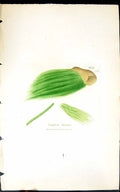 Antique Old Print Conferva Lucens 1847 British Plants Sowerby Smith Colour 19th